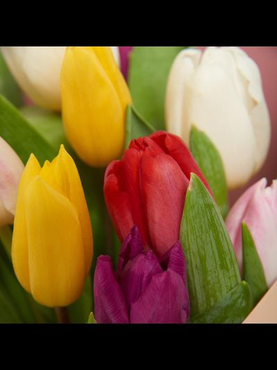 Букет 15 тюльпанов микс