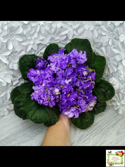 БР-Маленькое Счастье (С. и Н. Буркацкие) 2020 г.