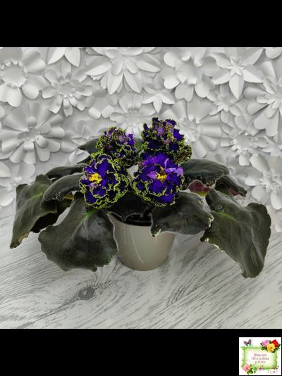 ЕК-Кудри Посейдона (Е.В. Коршунова) 2017 г. (лист посажен 01.11.25)