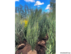 Можжевельник Фишт - Fischt