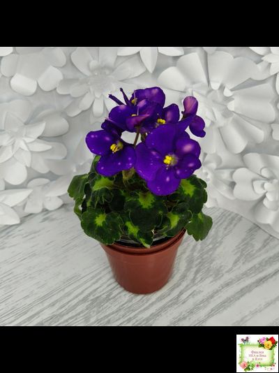 ВаТ-Горох на Десерт (Т. Валькова) 2020 г. (гёрл-листва)