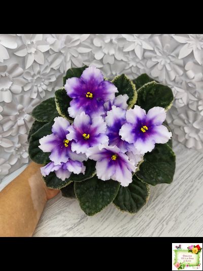 РС-Успех (С.Репкина) 2019 г.