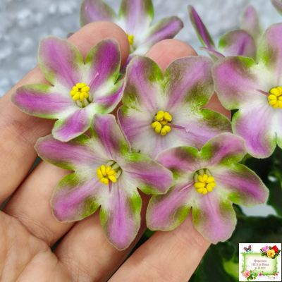 RIV-Амнезия (И. Растегаева) 2024 г.