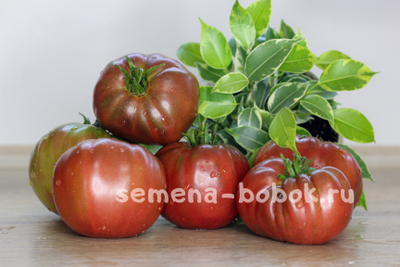 Томат Капитан Лаки (Captain Lucky), 10 шт.