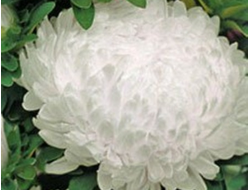 ПИОНОВИДНАЯ БЕЛАЯ БАШНЯ 4ШТ