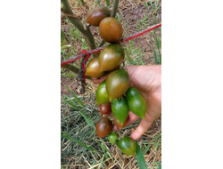 Томат Гранатовая капля