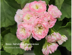 Пеларгония Звёздная Фантазия фото