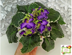 ЛЕ-Галатея Люкс (Е. Лебецкая) 2019 г.