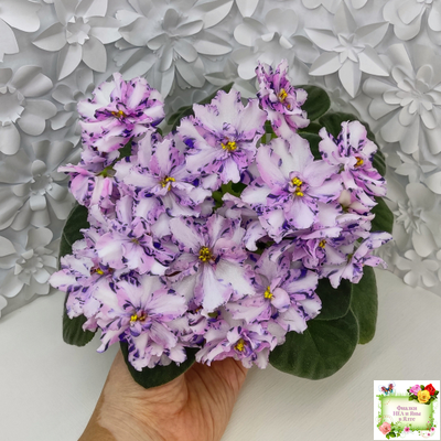 МК-Ветер Перемен (М. Карпова) химера стандарт (стартер сорт)