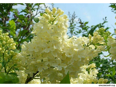 Сирень Прим Роуз - Primrose