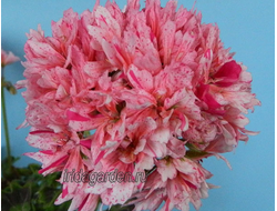 Пеларгония Fairfields