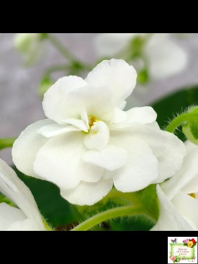 ШН-Космическая Фея (Н. Шушакова) 2019 г.