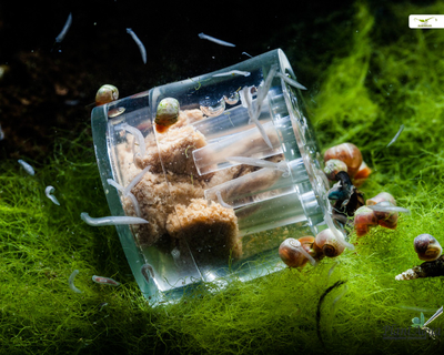 Ловушка для планарий SwetAqua Нано