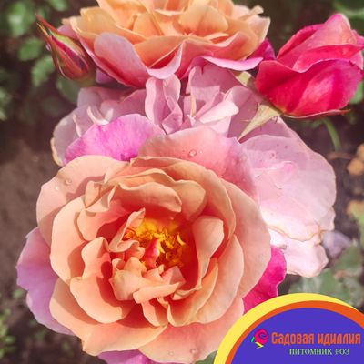 Дистанс Драмс (Distant Drums)