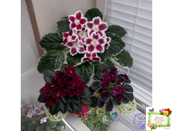 Black Jewel (H.Pittman) 02/14/04