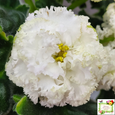 ЕК-Изумрудные Розы (Е.Коршунова) 2018 г.