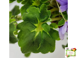 Biscayne Trail (S.Williams) трейлер