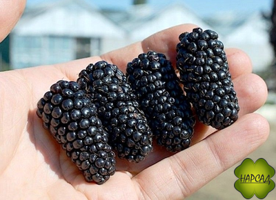 ЕЖЕВИКА "Блэк Бутте" (БЛЕК БЬЮТ) (особо крупноплодная)