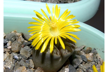 Lithops bromfieldii v. mennellii 
 