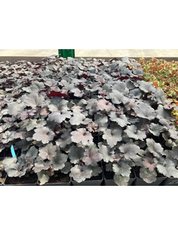 Гейхера гибридная  "Рекс Блэк" Rex Black