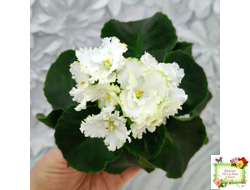 ML-Облако в Горах (Miniviolets Lux) 2022 г.