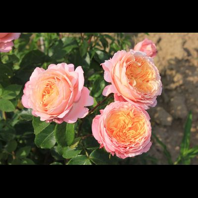 Домен Де Шантильи (Domaine de Chantilly)