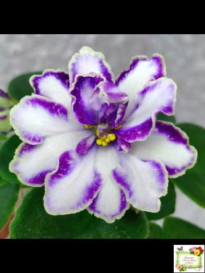 ЮШ-Надюша (И. Волкова) химера