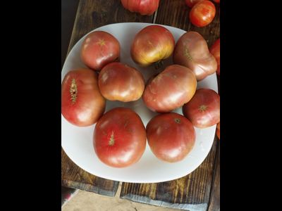 Томат гном ППИ (dwarf PPI)