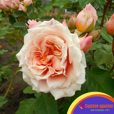 Поль Бокюз (Poul Bocuse)