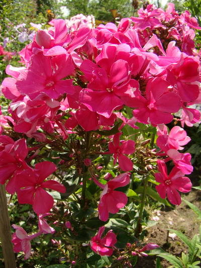 Флокс метельчатый  Елена (Helena)