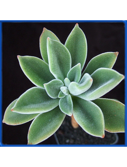 Echeveria coccinea, Santa Maria Mexicano