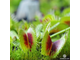 Dionaea muscipula Clone A