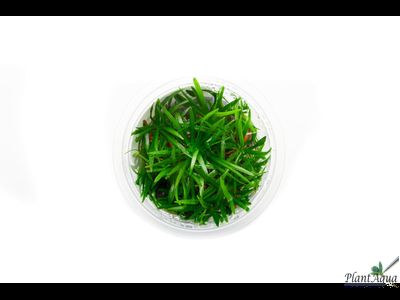 Эхинодорус тенеллус широколистный (меристемный) АЗИЯ