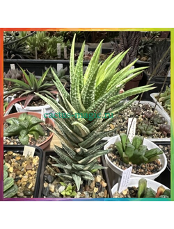 Haworthia cassytha f. variegata