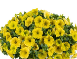 CAPELLA HELLO YELLOW  (A 48)