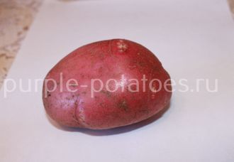 Сорт картофеля Красное лето