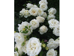 Крем де ля Крем (Creme de la Creme)