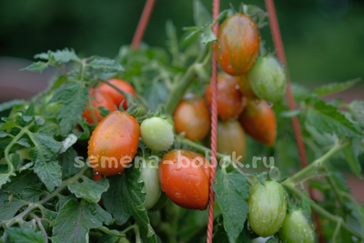 Томат Tumbling Tiger (Тамблинг Тайгер), 10 шт