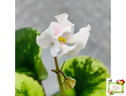 LV-15 сеянец (Л. Шевелёва) (стартер)