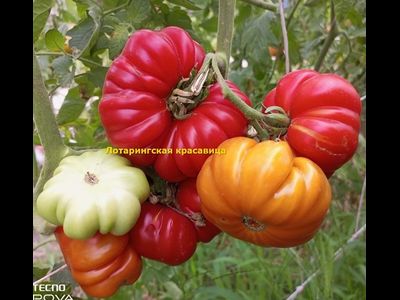 Томат Лотарингская красавица (Beauty Lottringa)