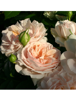 Гарден оф Роузес (Garden of Roses)