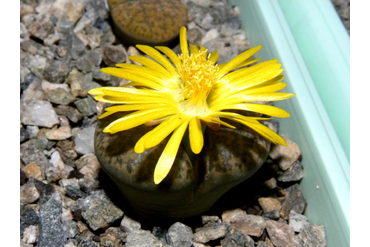 Lithops bromfieldii v. glaudinae 
 