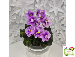 Fay's Madeleine (F. Wagman) 12/22/2008 (гёрл-лист)