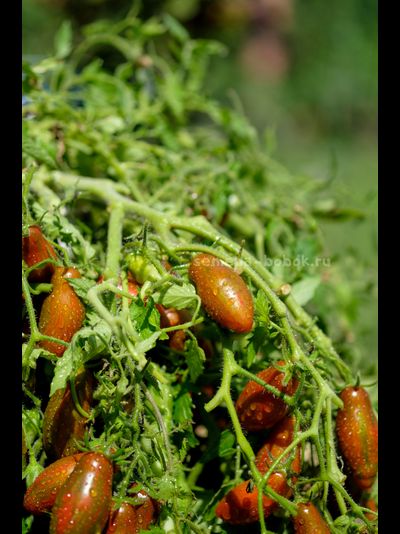 Томат Оливетта полосатая (Olivette Striée), 10 шт