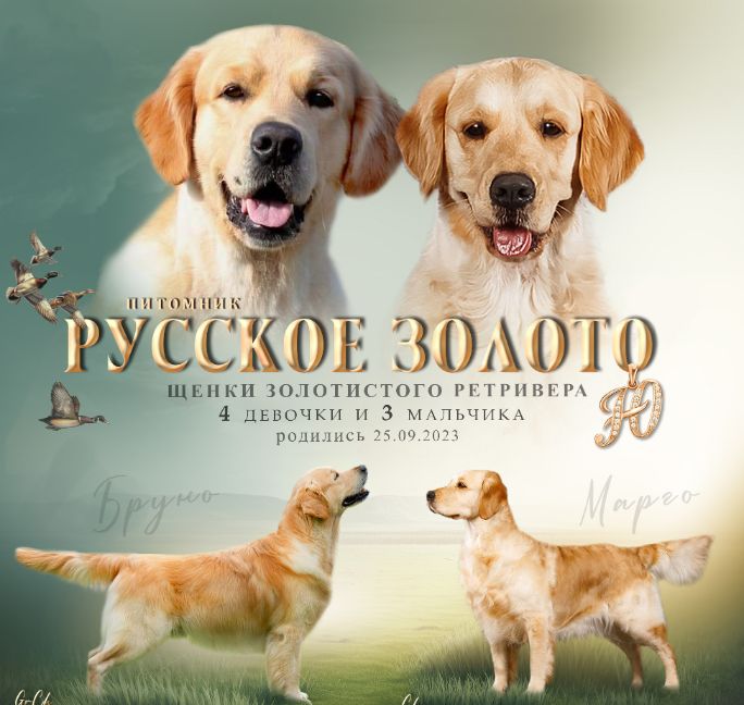 Родились щенки от ANLEN D'OR ORO OLIMPICO / Бруно / и MAJESTIC MARGARET GOLDEN STREAM