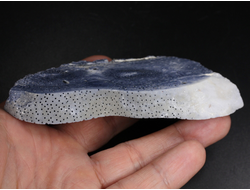 Коралл голубой Акори, Австралия (110*57*12 мм, 107 г) №37718