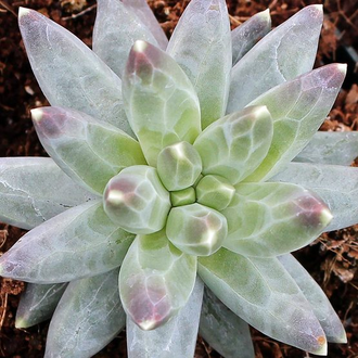 Pachyphytum compactum