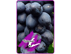 Краса Балок (укоренённый черенок)