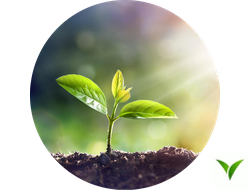 Ретарданты