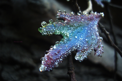 Комплект украшений из серёжек-крылышек и цветочка-кольца "Галлициниум, фея Рассветного Сада"